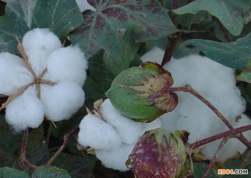 恒孚棉產(chǎn)業(yè)集團(tuán):用最好的棉花紡最好的紗