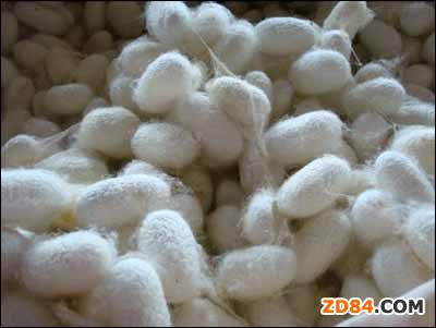 �O�z�ϝqȱ�� ȫ���µ�