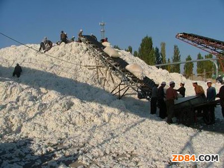 新年度棉花收儲(chǔ)價(jià)2月已出臺(tái)