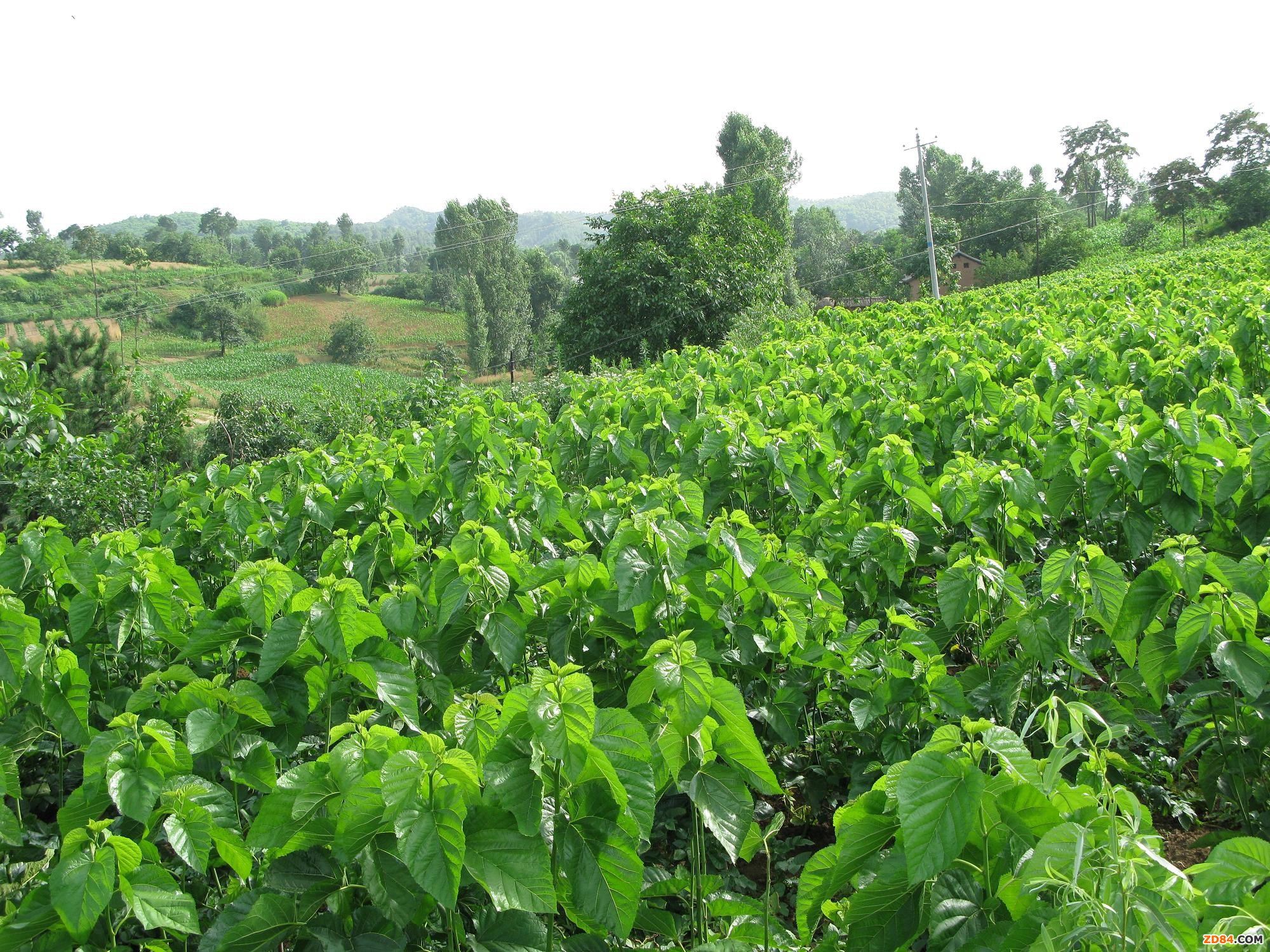 山西蠶桑業(yè)如何轉(zhuǎn)型