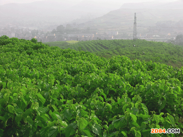 �V���h(hu��n)����2011��ɣ�@��e�_(d��)��15.9�f��