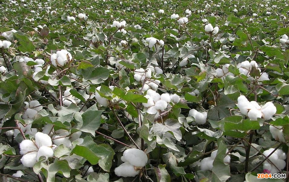 社科院:今年棉花生產(chǎn)滑坡可能性大 總產(chǎn)量跌至600萬噸以下