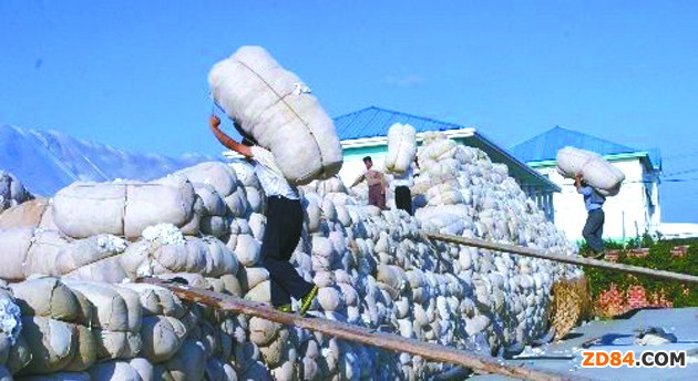 棉市觀察:滑準(zhǔn)稅若取消 棉花將步大豆后塵