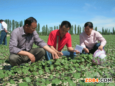 新疆阿克蘇市采取措施提高棉花播種質量