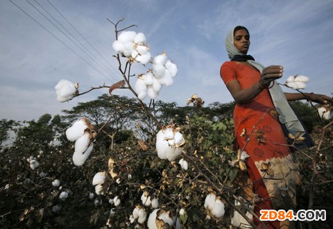 印度恢復棉花出口可能導致全球棉價跌4%