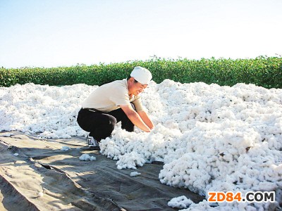 新疆棉市空頭氣氛濃郁 皮棉價(jià)格略有下跌