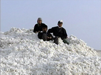 德州棉花收購基本結(jié)束 共收購皮棉18.42萬噸