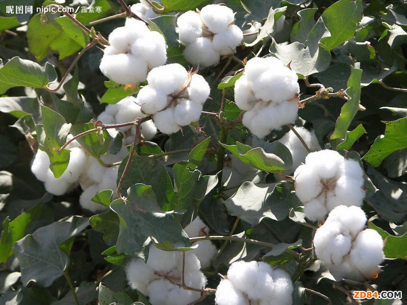 發(fā)改委不限量收儲(chǔ)表態(tài)下棉花1209合約大幅反彈