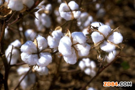 跌跌不休 棉花保護(hù)價(jià)收儲(chǔ)恐成泡影