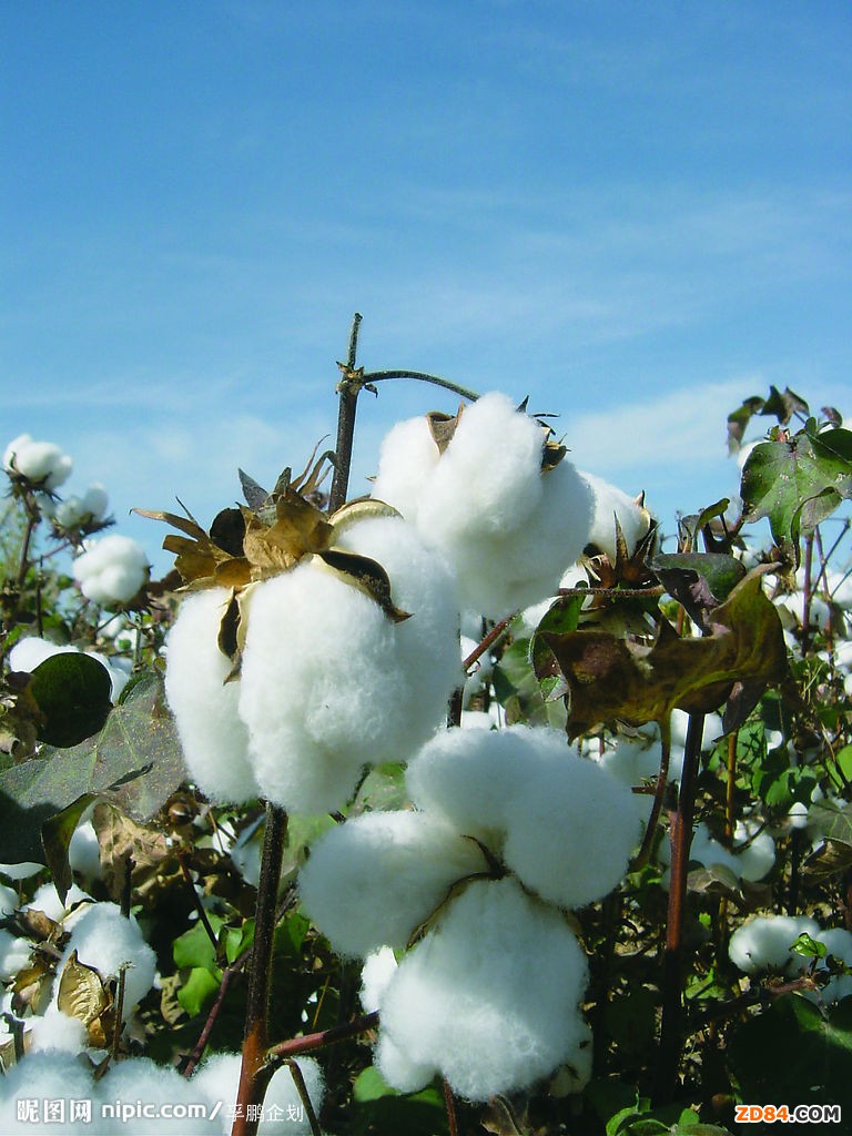 眾說(shuō)棉花:棉價(jià)起伏大引棉農(nóng)擔(dān)憂