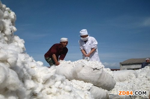 全球經(jīng)濟(jì)緊縮 世界棉價(jià)急劇下降