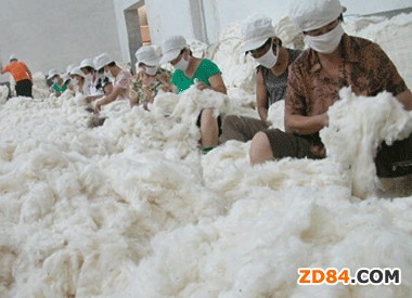 國儲政策或引導棉花后市行情