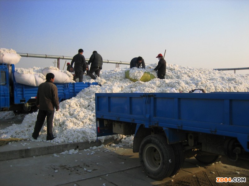 棉市風云變幻 政策助力引導(dǎo)