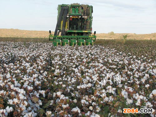 研究顯示轉(zhuǎn)基因棉花有益農(nóng)田生態(tài)