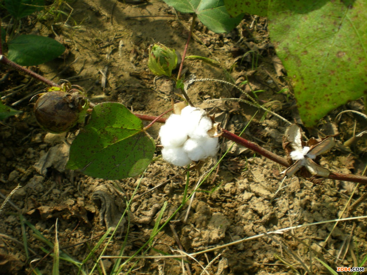 2012年6月全國棉花生產(chǎn)氣象月報