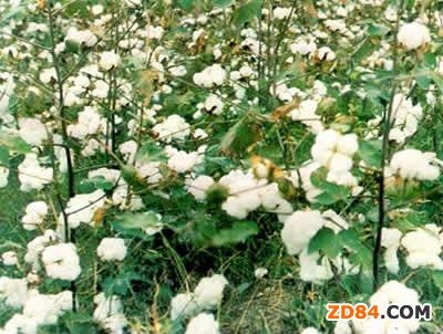 ���K�޻��ܸɺ�Ӱ푿��w�L���^��