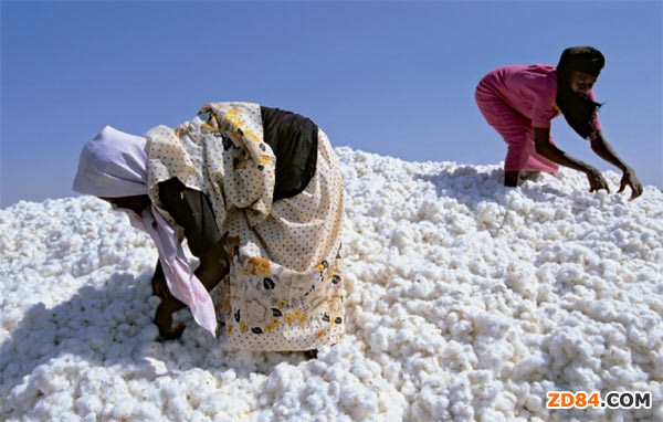 張家港口岸上半年進(jìn)口棉花貨值同比增長80.6%