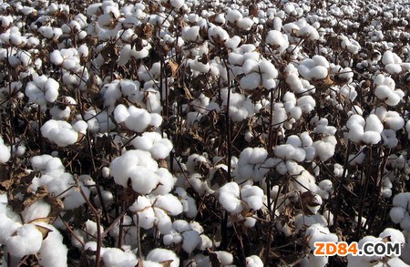 宏源期貨:美棉面臨雙重壓力