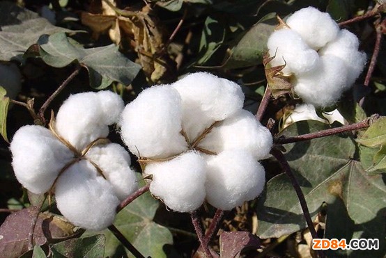 美國皮馬棉種植面積大幅調(diào)減