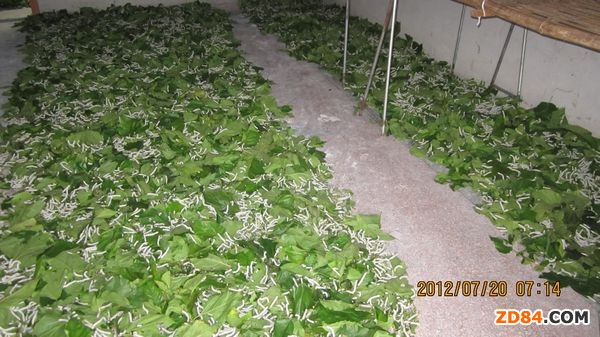 廣西鹿寨縣第七批蠶繭價(jià)格回升 部分桑園完成夏伐