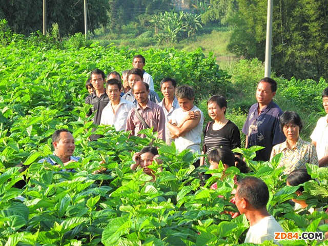 廣西環(huán)江縣舉行“三高”蠶業(yè)技術培訓會