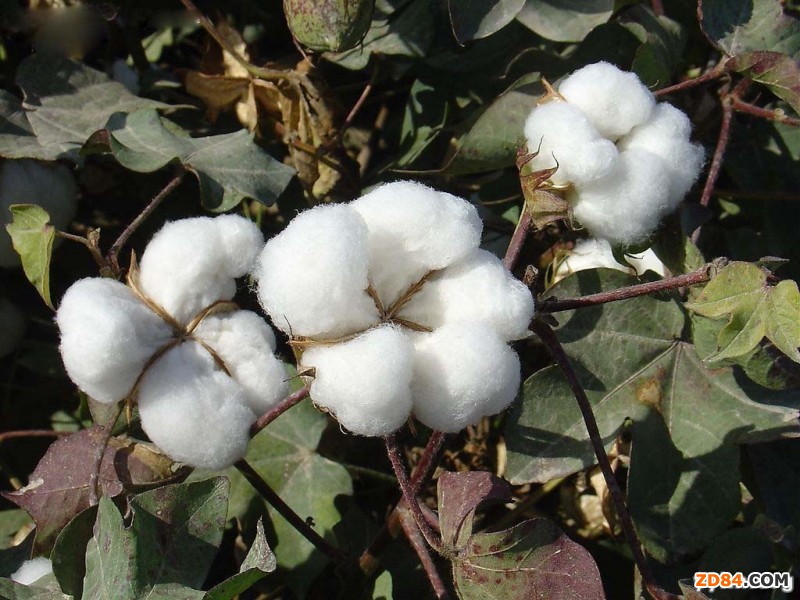 �����޻��ɽ����� �޼��΄�δҊ���D(zhu��n)