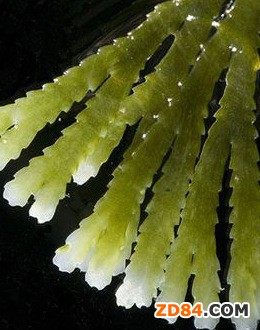 紹興成功上馬國(guó)內(nèi)首條海藻纖維生產(chǎn)線(xiàn)