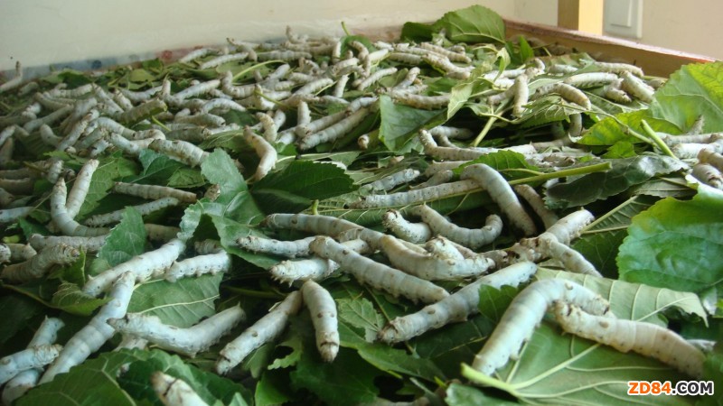 ����ɣ�Q�a(ch��n)�����ۃr(ji��)�p��