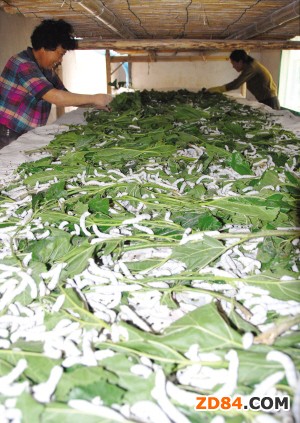 重慶奉節(jié):發(fā)放7000余張種蠶 產(chǎn)值高達(dá)730萬元