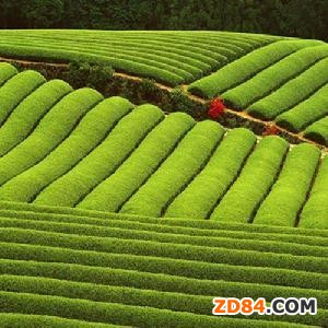 2012~2013財年印度黃麻產(chǎn)量可能下降