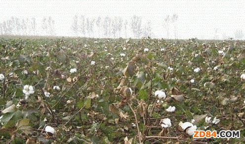 德州棉花連遭5次大暴雨 減產(chǎn)約10%