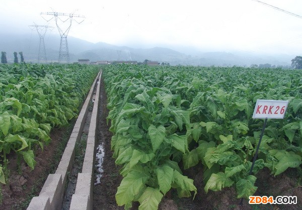 云南景東縣:蠶桑托起綠色產(chǎn)業(yè)發(fā)展新希望