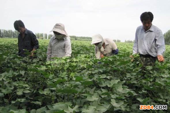 河北滄州降雨致棉田減產(chǎn) 棉企欲推遲開秤