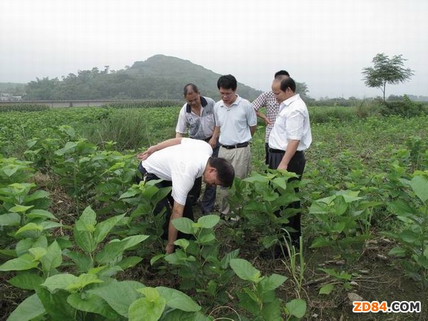 廣西環(huán)江第一個桑蠶專業(yè)合作社成立