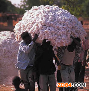 印度棉花咨詢委員會可能下調產量預估