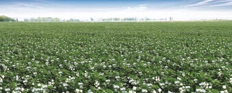 新疆召開(kāi)棉花工作電視電話會(huì)議全面部署棉花收儲(chǔ)運(yùn)銷工作