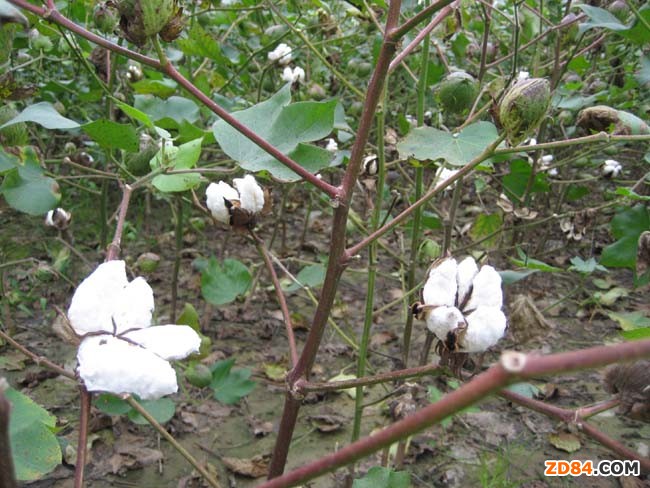 山東德州:棉桃陸續(xù)開裂吐絮