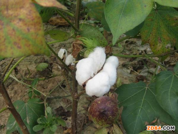 山東德州棉花受災(zāi)減產(chǎn) 棉農(nóng)期望值提高