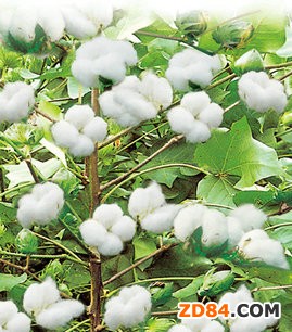 四部委組聯(lián)合調(diào)研組到新疆調(diào)研棉花工作