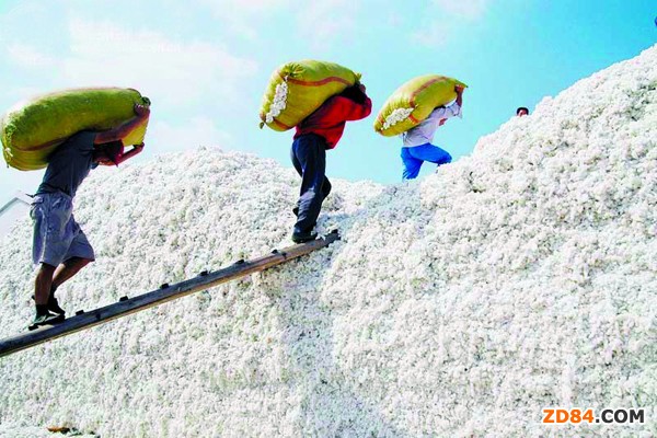 提振棉花需求 國(guó)家或于下周拋儲(chǔ)