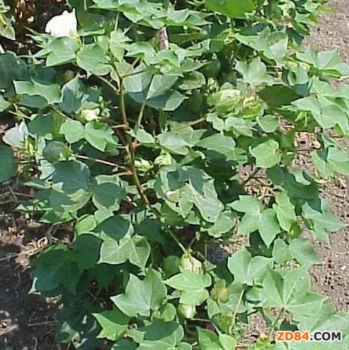 政策“落地”棉價(jià)穩(wěn)中有升