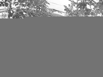 山西高平:秋蠶喜獲豐收