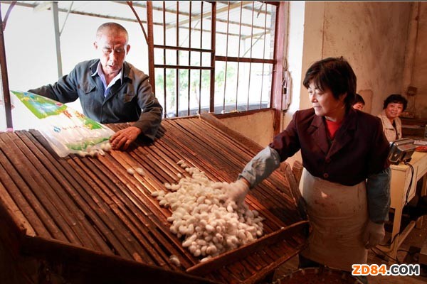 重慶巫溪縣召開蠶桑發(fā)展暨秋繭收購工作會