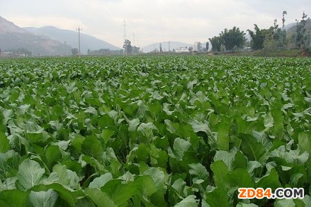 重慶市晚秋蠶有望增產(chǎn)增收