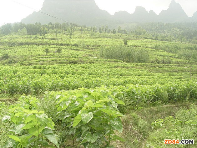 重慶黔江區(qū)加強(qiáng)2012年養(yǎng)蠶設(shè)施建設(shè)