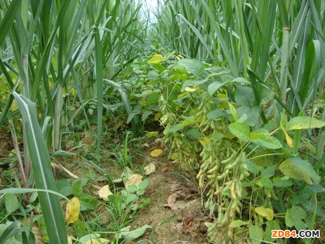 廣西宜州市農(nóng)業(yè)局利用冬閑讓農(nóng)民“充電”