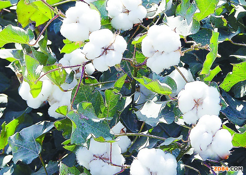 國內(nèi)外棉價差縮小緩解紡企壓力