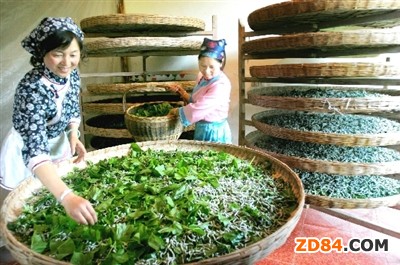 珙縣春蠶再次創(chuàng)新歷史記錄 蠶農(nóng)獲款6200余萬元