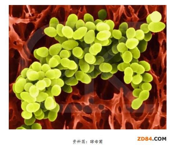 澳洲學生用酵母菌發(fā)酵制服裝材料 質(zhì)地接近皮膚