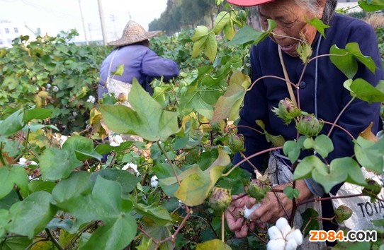 浙江溫嶺棉花量?jī)r(jià)齊跌 不可控影響讓棉農(nóng)“很受傷”